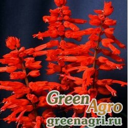Семена Сальвия блестящая (Salvia splendens) "Carabiniere" (red) raw 100 шт.