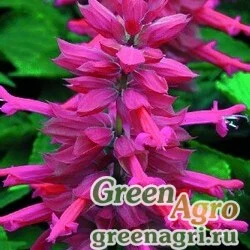 Семена Сальвия блестящая (Salvia splendens) "Salsa" (rose) raw 1000 шт.