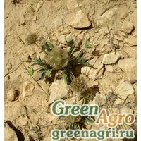 Семена Скабиоза пурпурная высокая (Scabiosa atropurpurea) (mix) 50 гр.