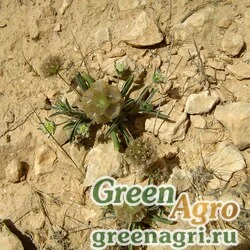 Семена Скабиоза пурпурная высокая (Scabiosa atropurpurea) (mix) 50 гр.