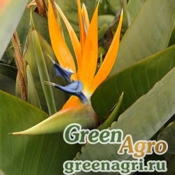 Семена Стрелиция королевская (Strelitzia reginae) (orange bluе) 15 гр.
