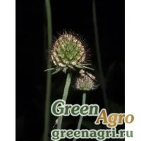 Семена Скабиоза африканская (Scabiosa africana) raw 500 шт.