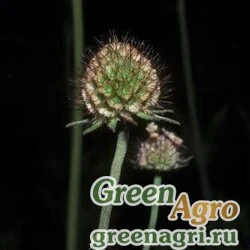 Семена Скабиоза африканская (Scabiosa africana) raw 500 шт.
