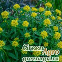 Семена Седум прибережный (Sedum littorale) 2.5 гр.