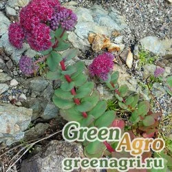 Семена Седум пурпуровый (Sedum purpureum) 1.5 гр.