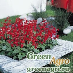 Семена Сальвия блестящая (Salvia splendens) "Early bird" (scarlet) гр 10 гр.
