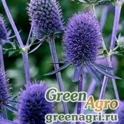 Семена Синеголовник плосколистный (Eryngium planum) 35 гр.