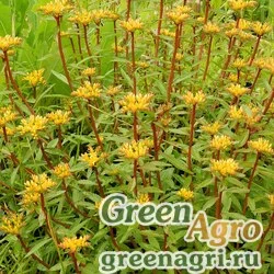 Семена Седум живучий (Sedum aizoon) 3 гр.