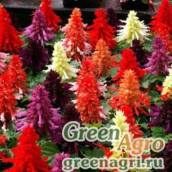 Семена Сальвия блестящая (Salvia splendens) "Amore" (formula mixture) raw 1000 шт.