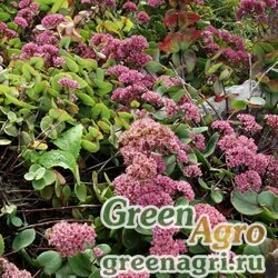 Семена Седум уссурийский (Sedum ussuriense) "Turkish Delight" 0.1 гр.