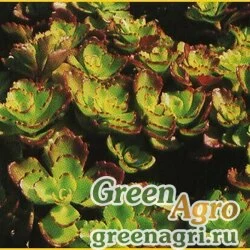 Семена Седум ложный (Sedum spurium) "Coccineum" (crimson) 2 гр.