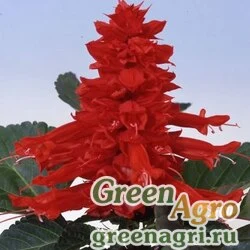 Семена Сальвия блестящая (Salvia splendens) "Amore" (scarlet) raw 1000 шт.