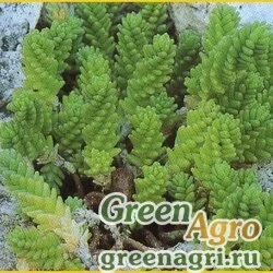 Семена Седум едкий (Sedum acre) 2 гр.