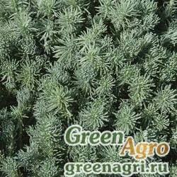 Семена Седум Форстера (Sedum forsterianum) "Oracle" (evergreen) raw 1000 шт.