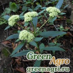 Семена Седум живородящий (Sedum viviparum) 2 г