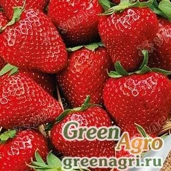 Семена пакетированные Земляника Солнечная полянка Элит-агро Ц