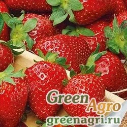 Семена пакетированные Земляника Надежда Элит-агро Ц