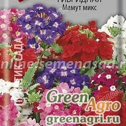 Семена пакетированные Вербена Мамут микс Поиск Ц