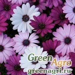 Семена Остеоспермум Акилла Микс 1000шт