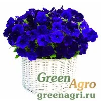 Семена Петуния мультифлора Джоконда Блю 1000драже