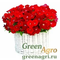 Семена Петуния мультифлора Джоконда Ред 1000драже