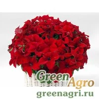 Семена Петуния грандифлора Капри Ред 1000драже