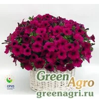 Семена Петуния мультифлора Джоконда Виолет 1000драже