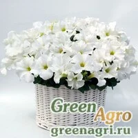 Семена Петуния грандифлора Капри Вайт 1000драже