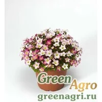Семена Камнеломка арендса Лофти Пинк Шейдес 1000шт