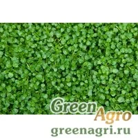 Микроклевер Пиполина (450 гр)