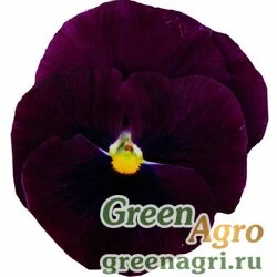 Семена Виола Виттрока (Viola wittrockiana) "Italia F1" (pure rose) raw 1000 шт.