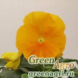 Семена Виола Виттрока (Viola wittrockiana) "Italia F1" (pure apricot) raw 1000 шт.
