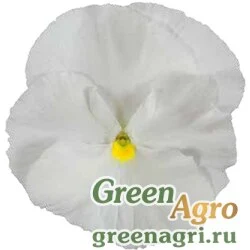 Семена Виола Виттрока (Viola wittrockiana) "Italia F1" (pure white) raw 1000 шт.