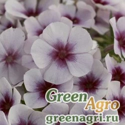 Семена Виола Виттрока (Viola wittrockiana) "Italia F1" (lemon w/blotch) raw 1000 шт.