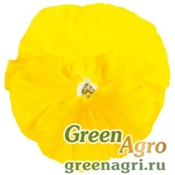Семена Виола Виттрока (Viola wittrockiana) "Italia F1" (pure yellow) raw 1000 шт.
