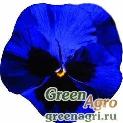 Семена Виола Виттрока (Viola wittrockiana) "Italia F1" (felix yellow) Raw 1000 шт.
