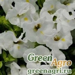 Семена Торения Фурнье (Torenia fournieri) "Kauai F1" (white) pelleted 1000 шт.