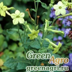 Семена Табак крылатый (Nicotiana alata) "Nicki" (lime) raw 1000 шт.