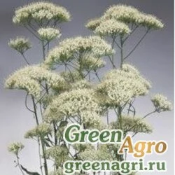 Трахелиум синий (Trachelium caeruleum) "Jemmy" (white) 1000 шт.