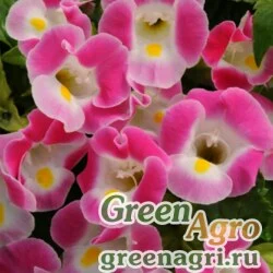 Семена Торения Фурнье (Torenia fournieri) "Kauai F1" (rose) pelleted 1000 шт.