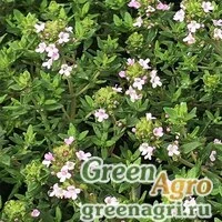 Семена Тимьян обыкновенный (Thymus vulgaris) multi-pelleted 500 шт.