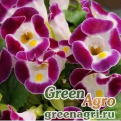 Семена Торения Фурнье (Torenia fournieri) "Kauai F1" (burgundy) pelleted 1000 шт.
