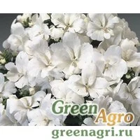 Семена Схизантус визетонский (Schizanthus x wisetonensis) "Atlantis F1" (pure white) raw 1000 шт.