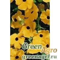 Семена Тунбергия крылатая (Thunbergia alata) "Susie" (yellow black eye) raw 2 гр.