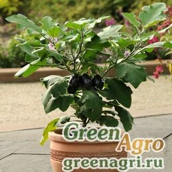 Баклажан (Solanum melongena) "Patio Baby F1" raw 100 шт.
