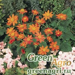 Семена Титония круглолистная (Tithonia rotundifolia) "Fiesta del Sol" raw Произв. 1000 шт.