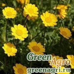 Семена Хризантема многостебельная (Chrysanthemum multicaule) (golden yellow) 20 гр.
