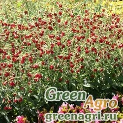 Семена Табак душистый (Nicotiana alata) "Baby Bella F1" (antique red) raw 1000 шт.