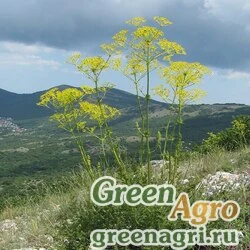 Семена Ферульник смолоносный (Ferulago galbanifera) 1 гр.