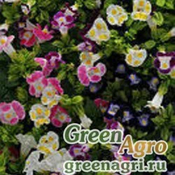Семена Торения Фурнье (Torenia fournieri) "Kauai F1" (mix) pelleted 1000 шт.